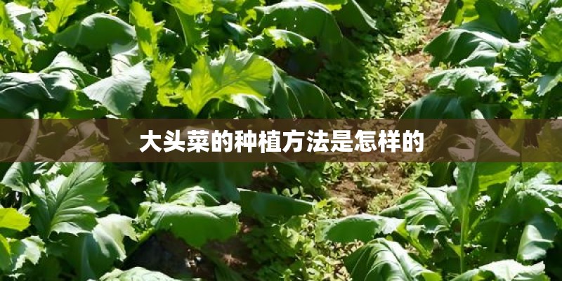 大头菜的种植方法是怎样的