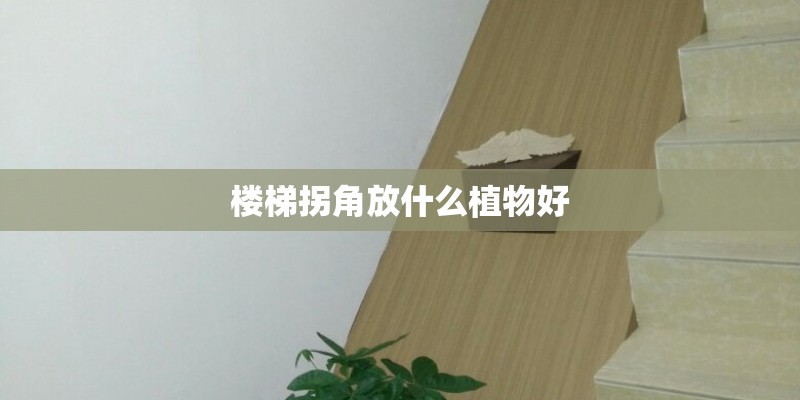 楼梯拐角放什么植物好