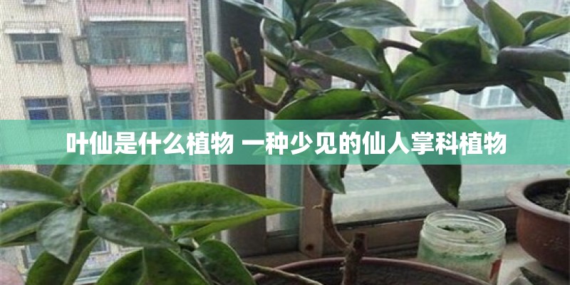 叶仙是什么植物 一种少见的仙人掌科植物
