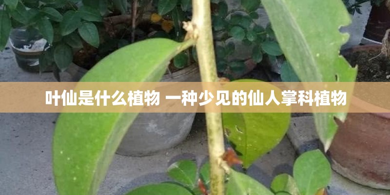 叶仙是什么植物 一种少见的仙人掌科植物