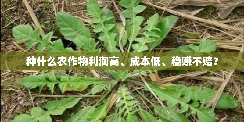 种什么农作物利润高、成本低、稳赚不赔？