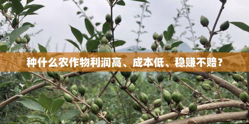 种什么农作物利润高、成本低、稳赚不赔？