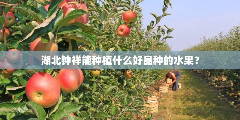 湖北钟祥能种植什么好品种的水果？