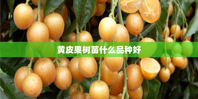 黄皮果树苗什么品种好