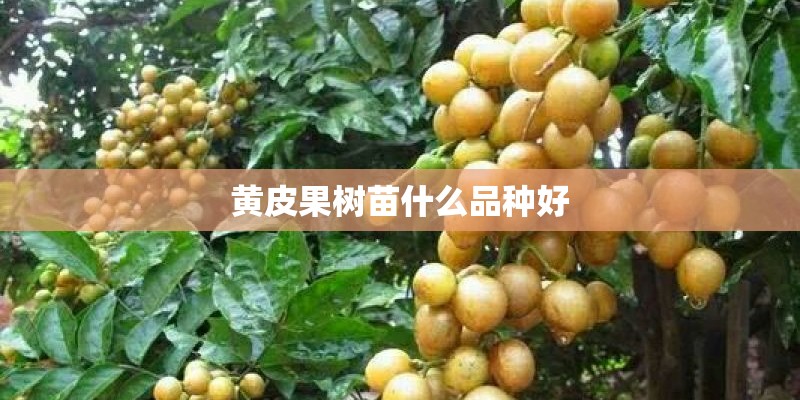 黄皮果树苗什么品种好
