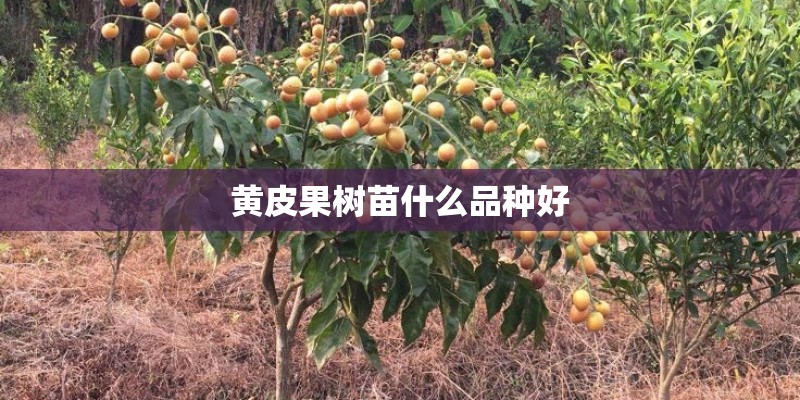 黄皮果树苗什么品种好