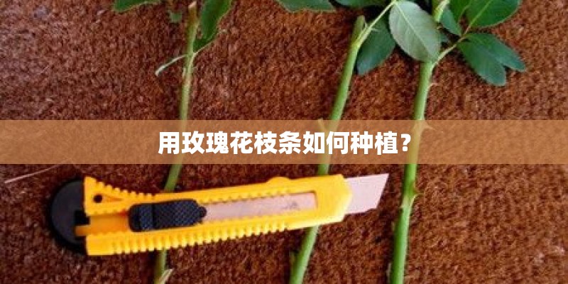 用玫瑰花枝条如何种植？