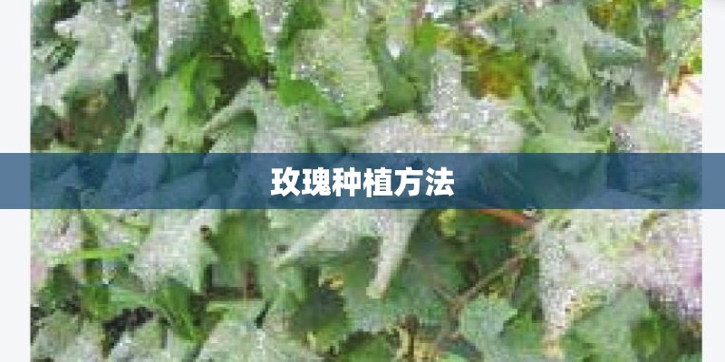 玫瑰种植方法