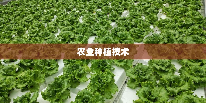 梦见梦家里长植物