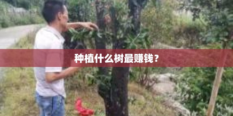 种植什么树最赚钱? 种植什么树最赚钱?