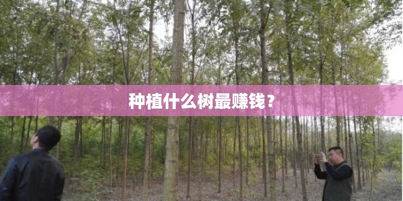 种植什么树最赚钱? 种植什么树最赚钱?