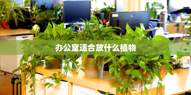 办公室适合放什么植物