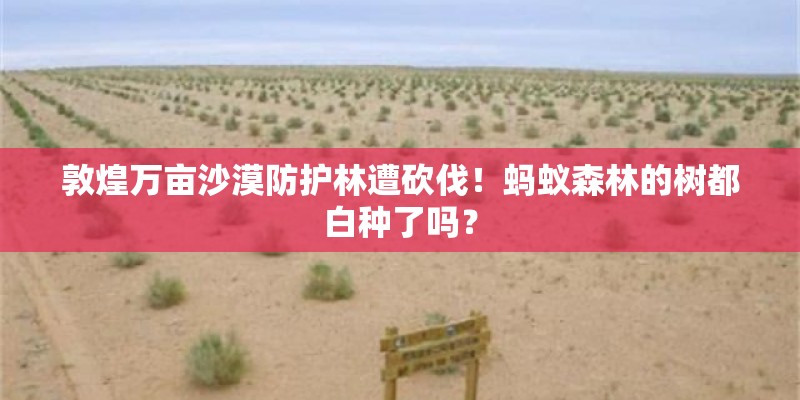 敦煌万亩沙漠防护林遭砍伐！蚂蚁森林的树都白种了吗？