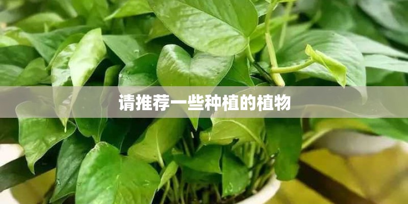 请推荐一些种植的植物