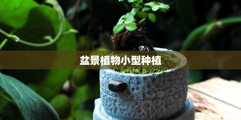 盆景植物小型种植