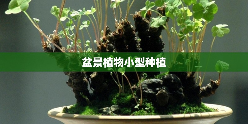 盆景植物小型种植