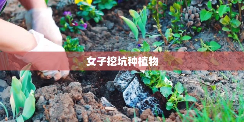 女子挖坑种植物