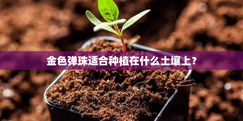 金色弹珠适合种植在什么土壤上？