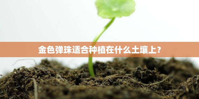 金色弹珠适合种植在什么土壤上？