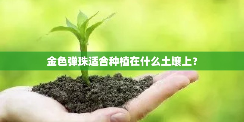 金色弹珠适合种植在什么土壤上？