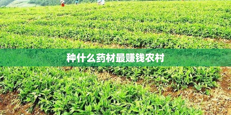 种什么药材最赚钱农村
