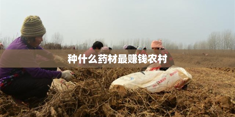种什么药材最赚钱农村
