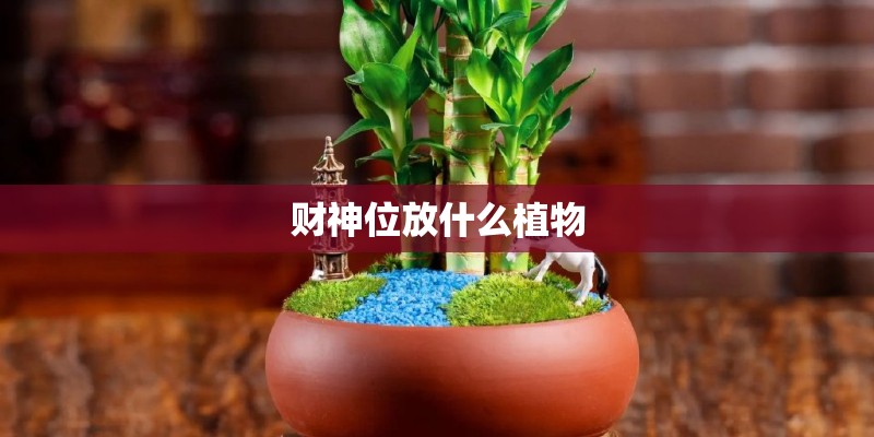 财神位放什么植物