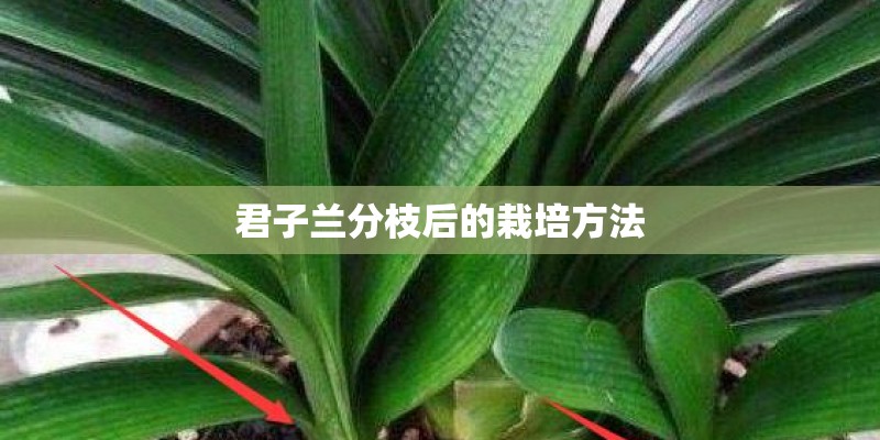 君子兰分枝后的栽培方法
