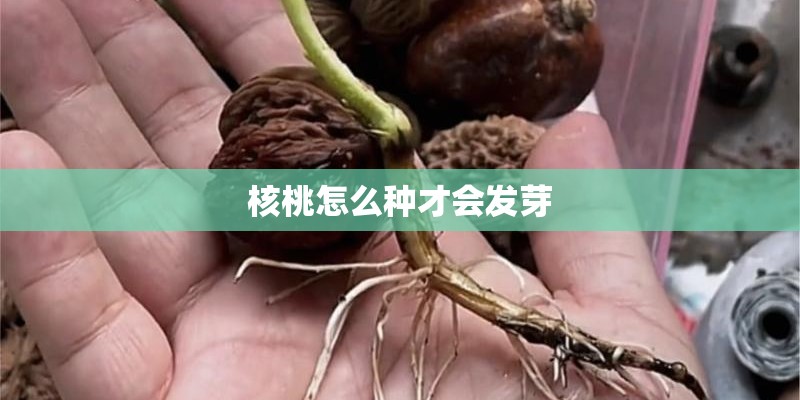 核桃怎么种才会发芽