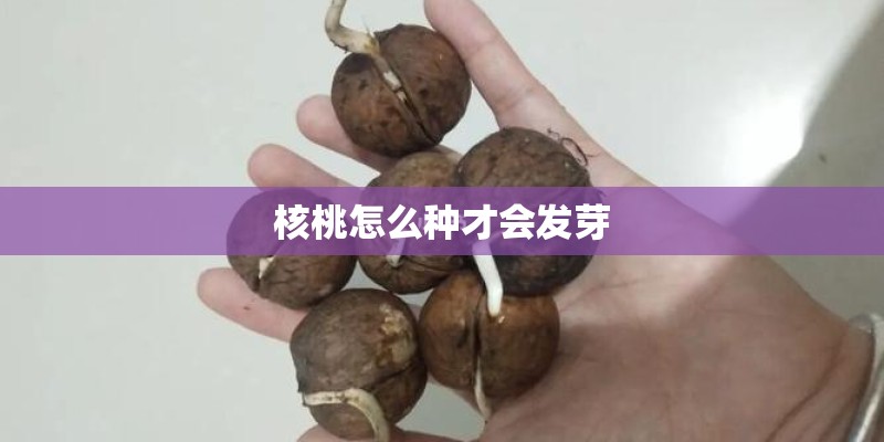 核桃怎么种才会发芽