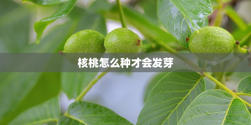 核桃怎么种才会发芽