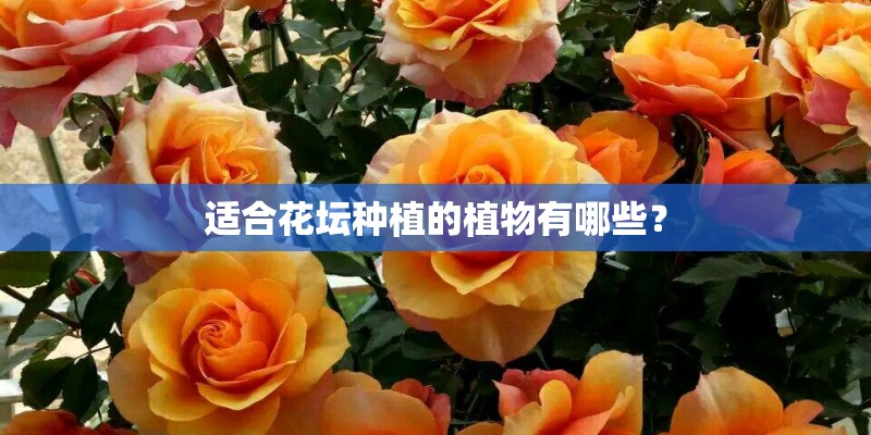 适合花坛种植的植物有哪些？