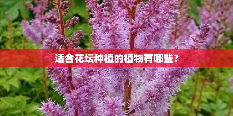 适合花坛种植的植物有哪些？