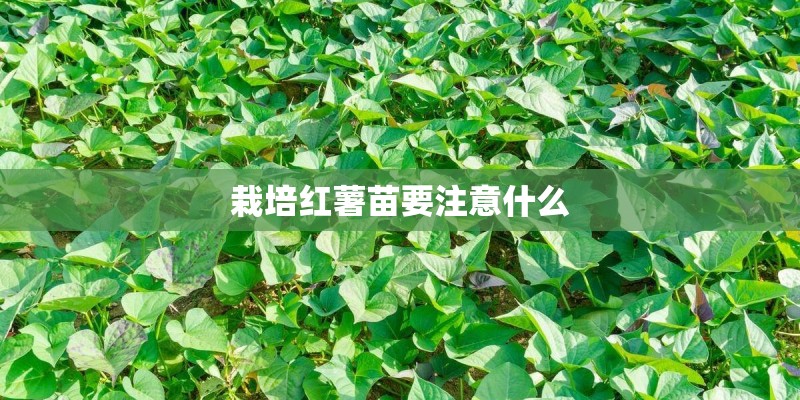 栽培红薯苗要注意什么