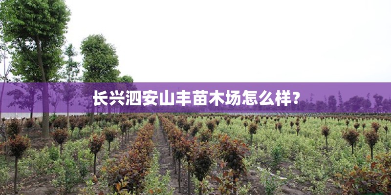 长兴泗安山丰苗木场怎么样？