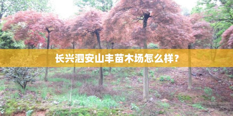 长兴泗安山丰苗木场怎么样？