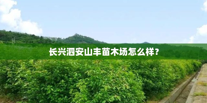 长兴泗安山丰苗木场怎么样？