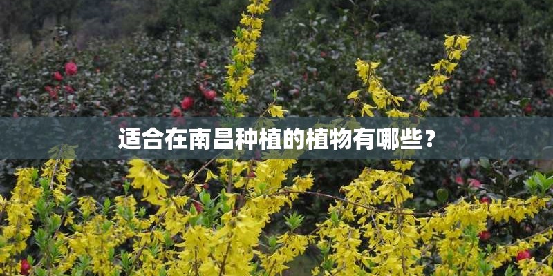 适合在南昌种植的植物有哪些？