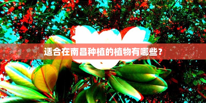 适合在南昌种植的植物有哪些？