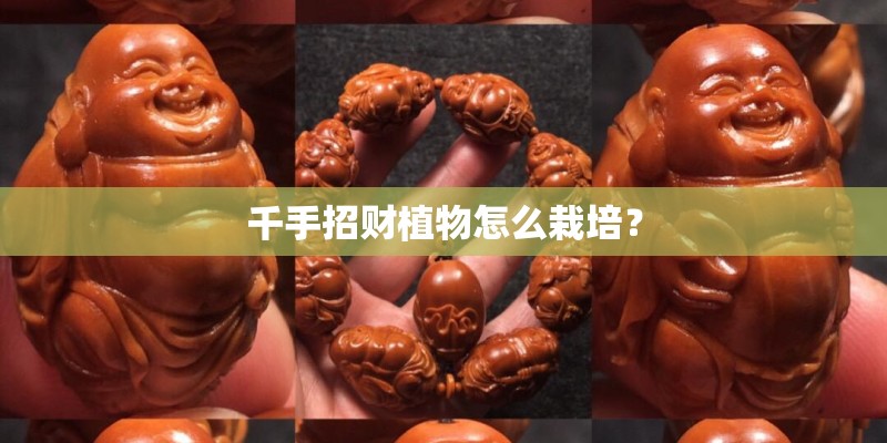 千手招财植物怎么栽培？