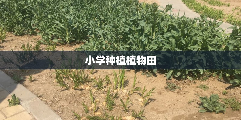 小学种植植物田