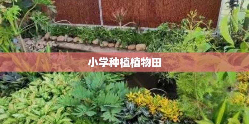 小学种植植物田