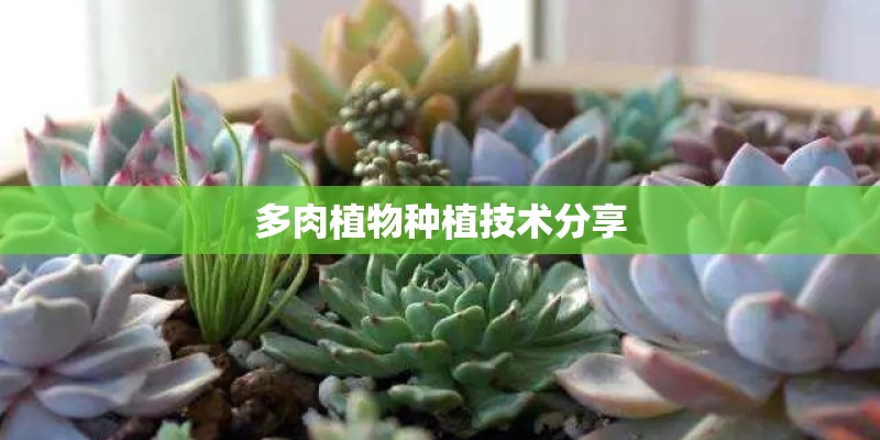 多肉植物种植技术分享