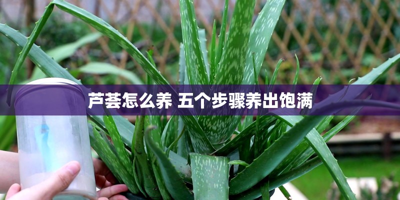 芦荟怎么养 五个步骤养出饱满