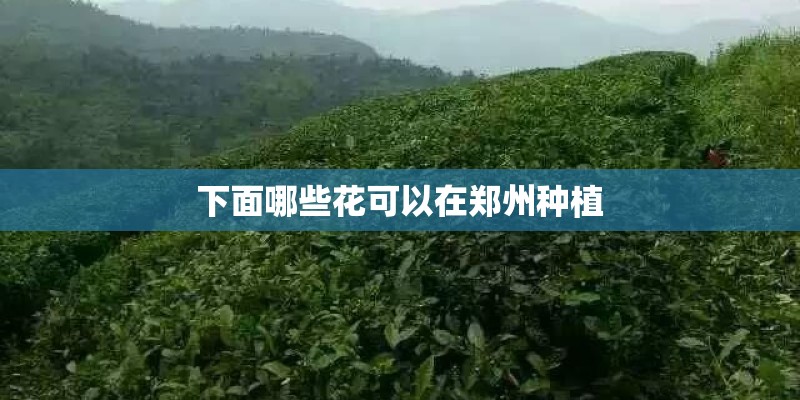 下面哪些花可以在郑州种植