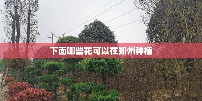 下面哪些花可以在郑州种植