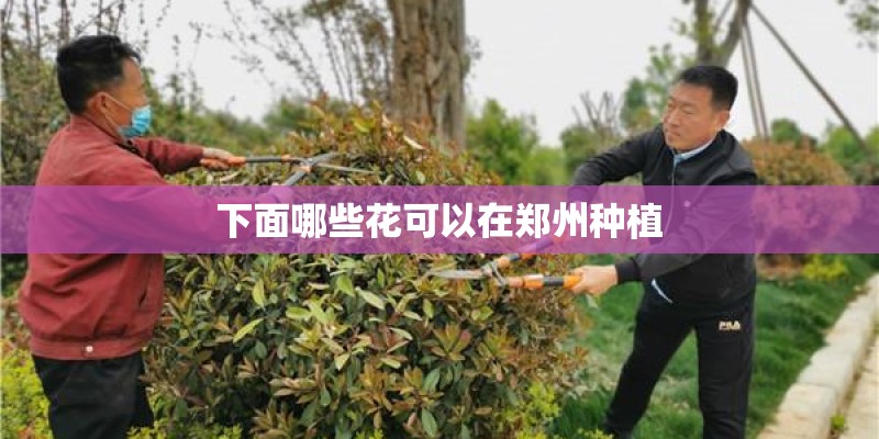下面哪些花可以在郑州种植