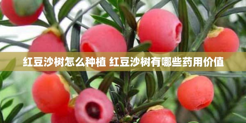 红豆沙树怎么种植 红豆沙树有哪些药用价值