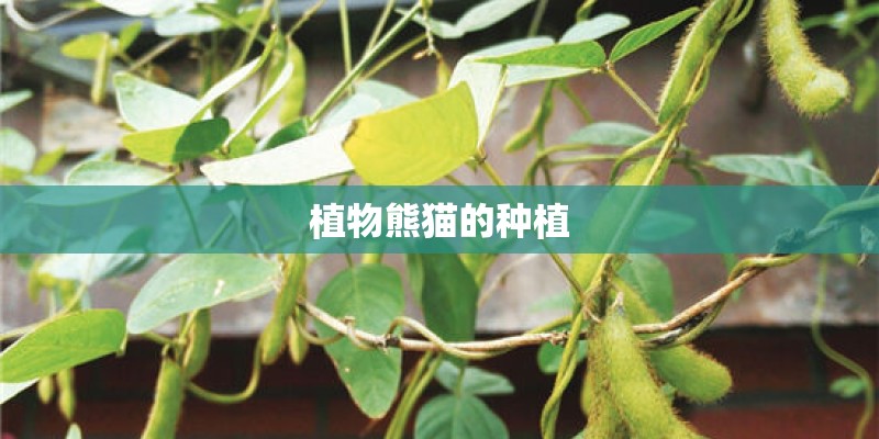 植物熊猫的种植