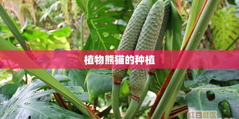 植物熊猫的种植